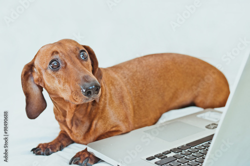 Cute little red dog looking scared at the laptop © Anna Alferova