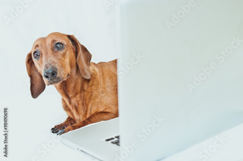 Cute little red dog with laptop on white