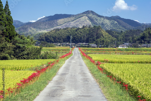 山をバックに田園の中の道沿いに咲くマンジュシャゲの花