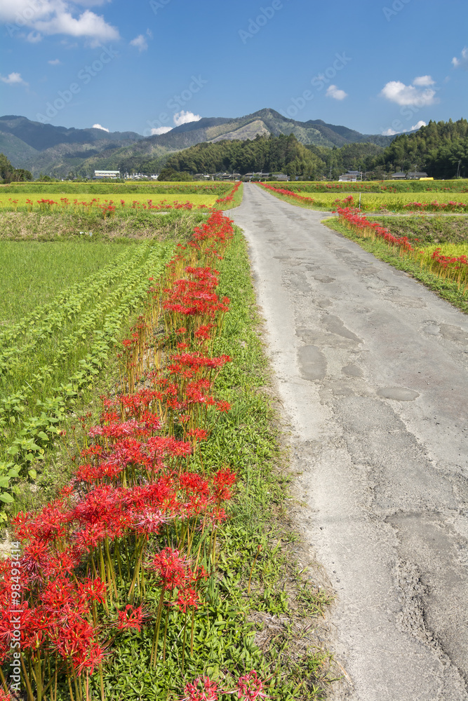 山をバックに田園の中の道沿いに咲くマンジュシャゲの花