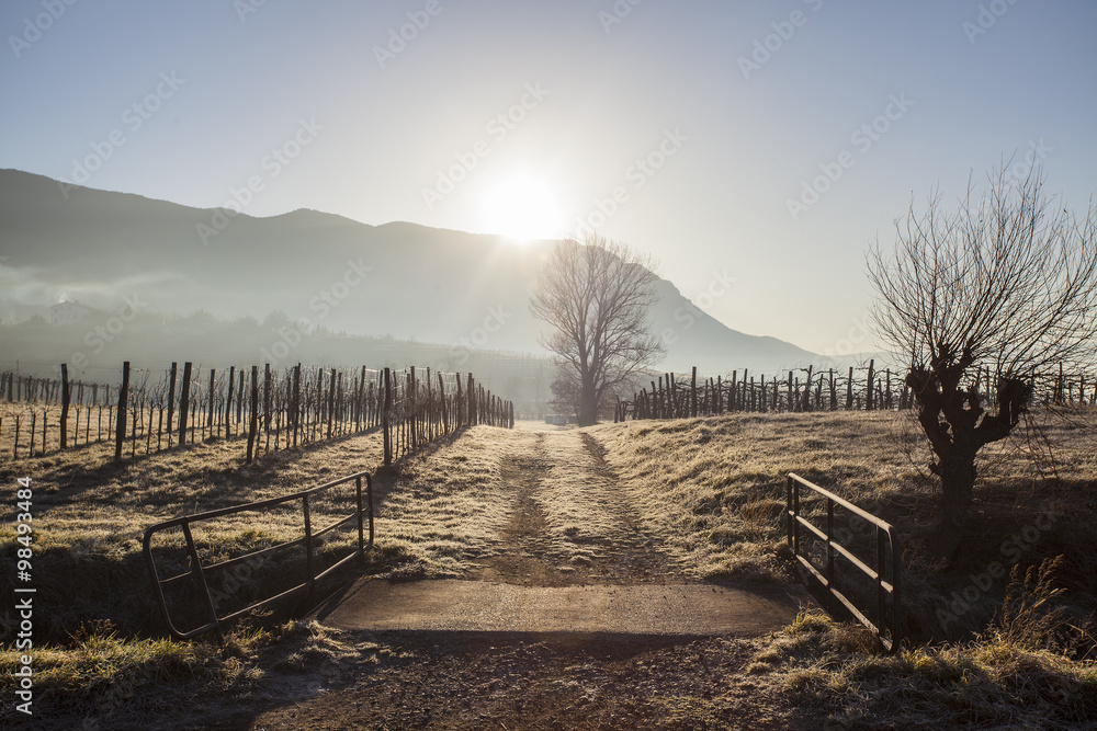 Obraz premium Wine yard in winter