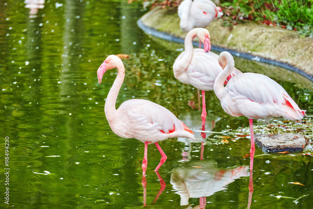 Flock of the Pink flamingo in nature (Phoenicopterus roseus).