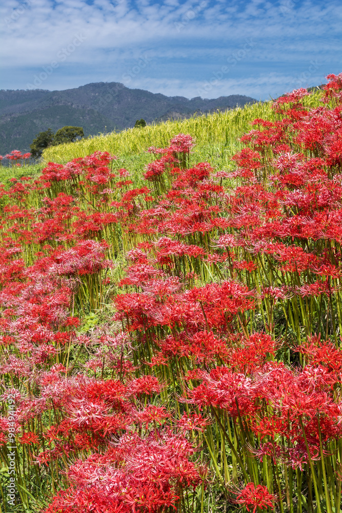 山をバックにマンジュシャゲの花の群落 山をバックにマンジュシャゲの花の群落