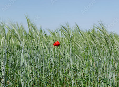 Single poppy in the wheat field