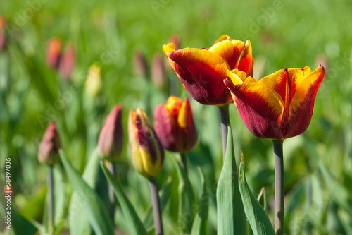 Blooming tulips