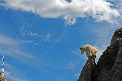 Mountain Goat on Harney Peak [now Black Elk Peak] in Custer State Park in the Black Hills of South Dakota USA photo