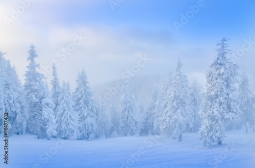 Winter landscape with pine forest covered by snow in Poiana Brasov - Romania © cristianbalate