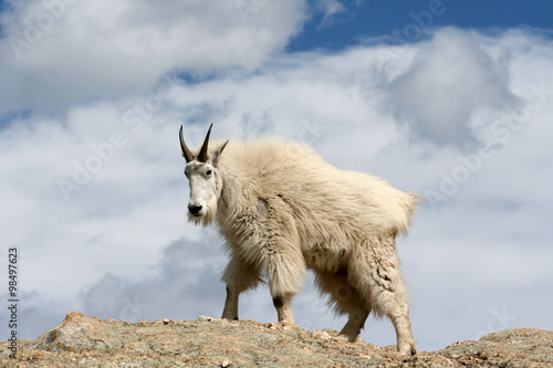 Mountain Goat with cloud background on top of Harney Peak in Custer State Park in the Black Hills of South Dakota USA