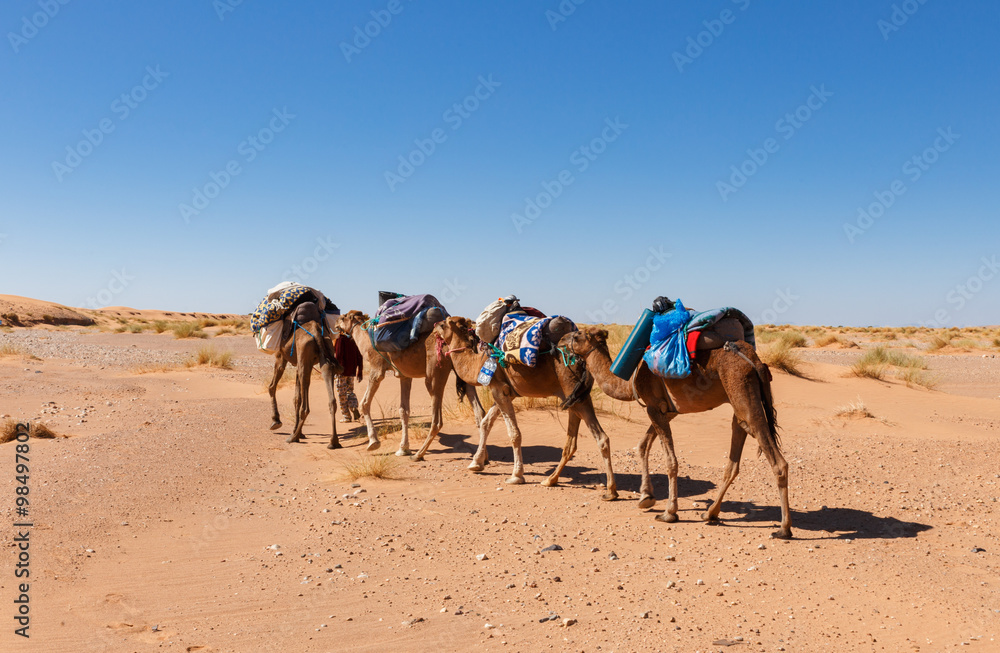 Fototapeta premium caravan going through the desert