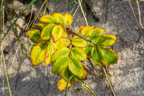 Hundsrosenblätter im Herbst photo