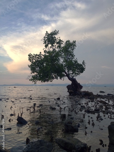 single tree at the beach with sunrise sky photo