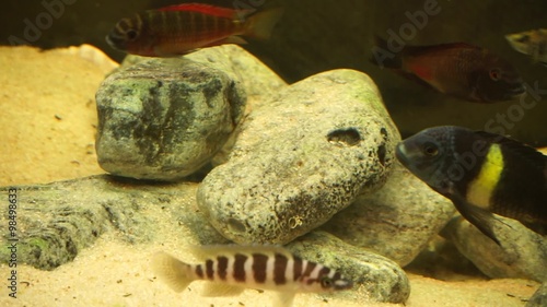 Especies de peces del lago Tanganica, Tropheus photo