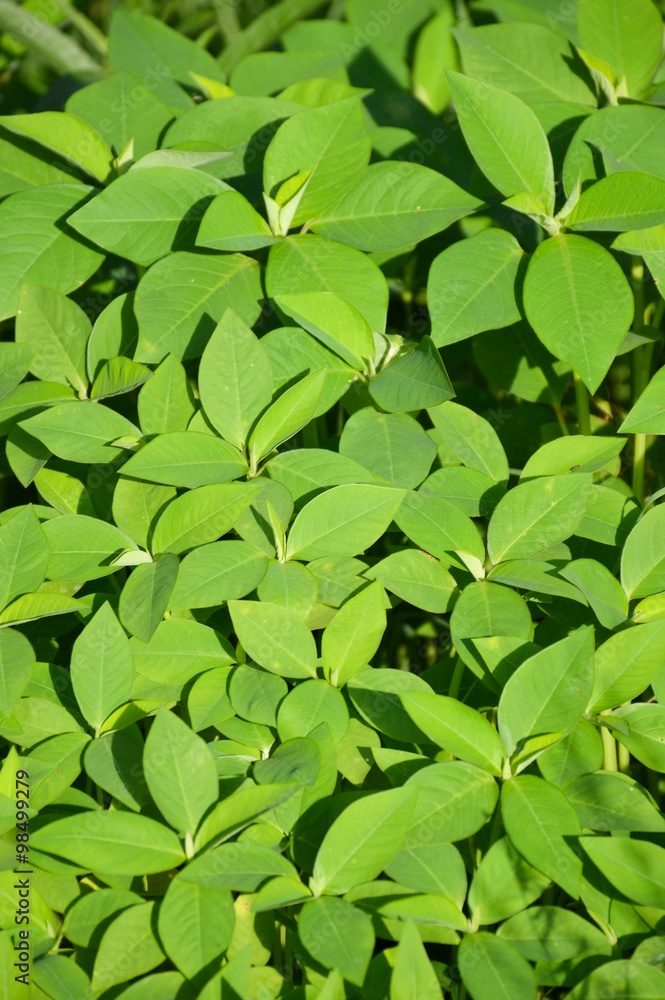 painted spurge grass in garden painted spurge grass in garden