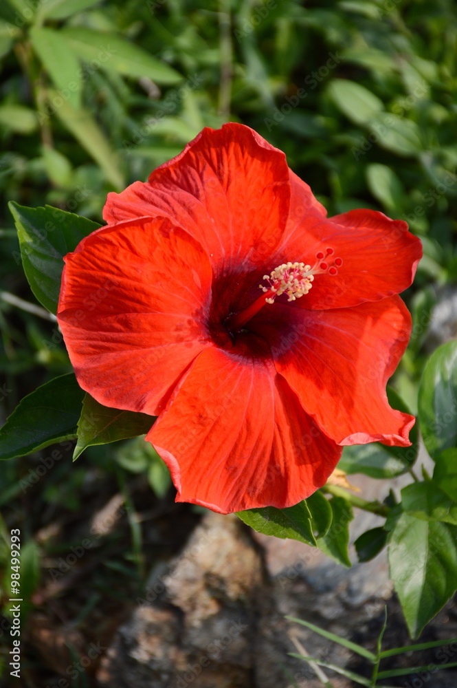red Hibiscus rosa-sinensis flower in nature garden