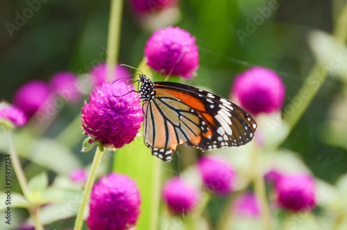 Butterfly on flower in the garden © mansum008