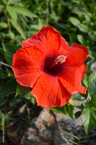 red Hibiscus rosa-sinensis flower in nature garden