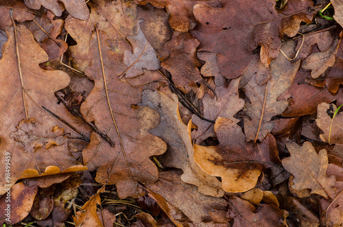 wet oak leaves background
