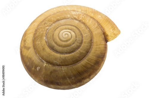 Closeup shell isolated on white background and clipping path