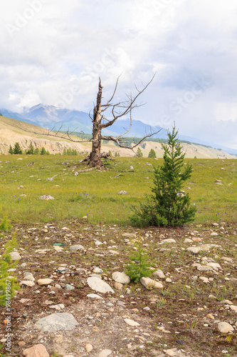 The dried up larch in mountains.