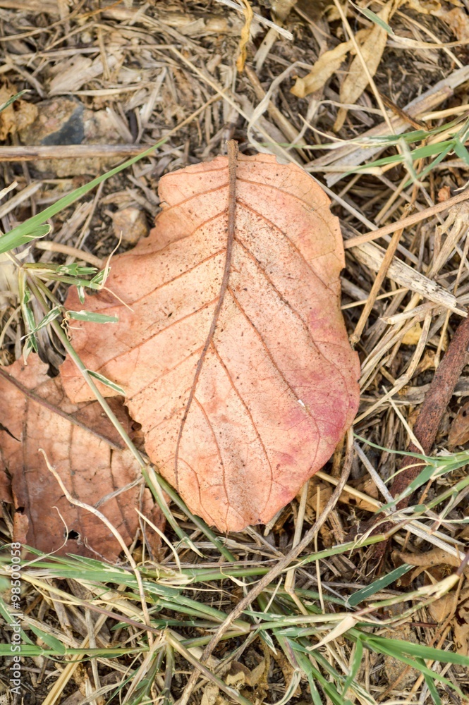 dry leaves on ground in autumn garden dry leaves on ground in autumn garden