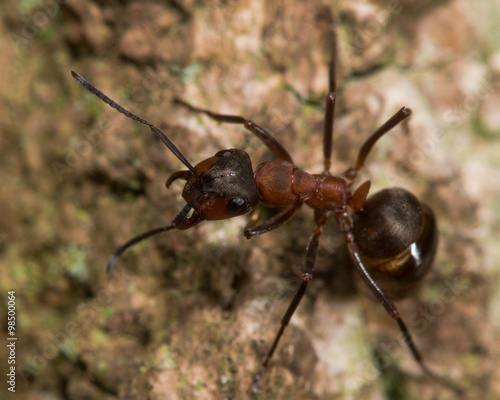 Southern wood ant (Formica rufa). A large ant adopting a defensive posture on a tree in an English woodland   © iredding01