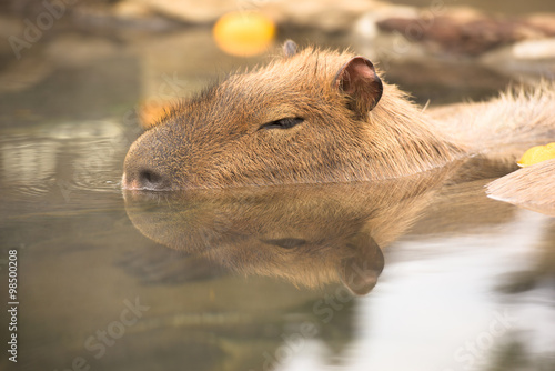 Wallpaper Mural 柚子の入った温泉に浸かるカピバラ Torontodigital.ca