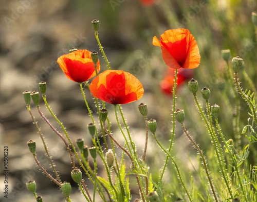 Poppies in Piedmont photo