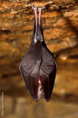 Lesser horseshoe bat (Rhinolophus hipposideros). A rare bat hanging from rock in a cave in Somerset, UK
