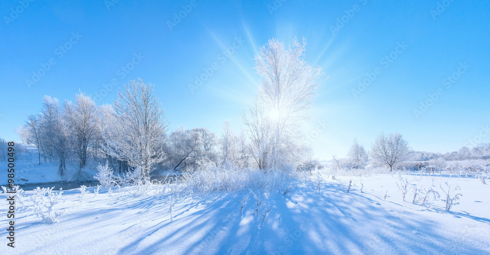 Frosty winter tree illuminated by the rising sun Frosty winter tree illuminated by the rising sun
