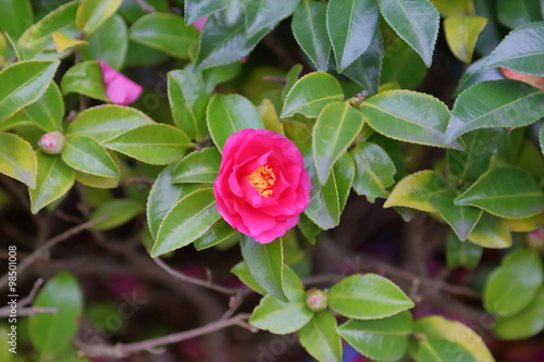 A big flower of a camelia was in bloom. It often blooms at a Japanese garden. The flower which represents autumn.
