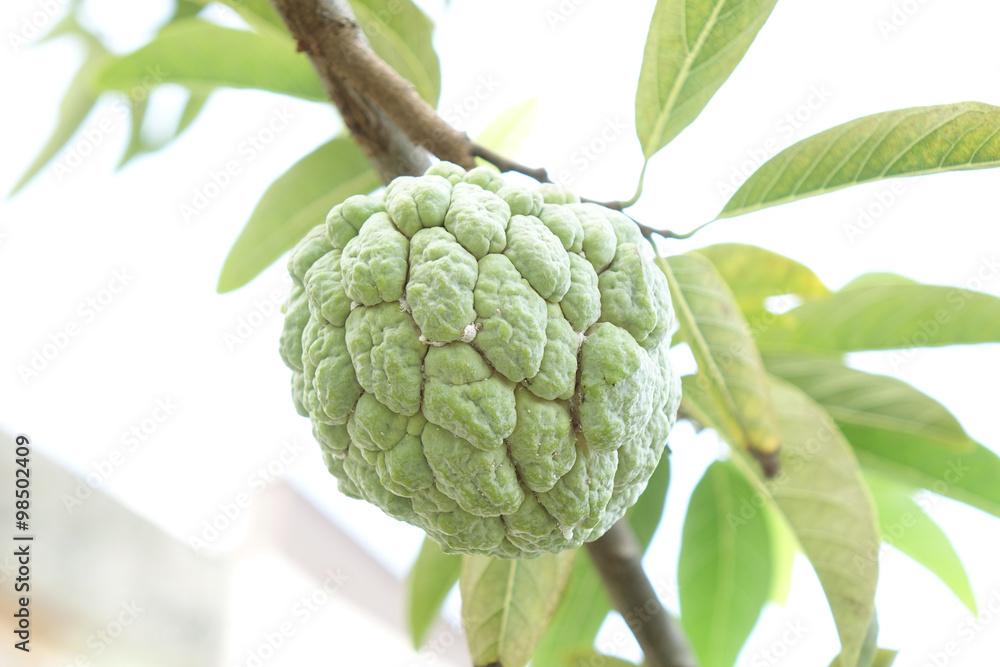 Sugar Apple (custard apple, Annona, sweetsop) Sugar Apple (custard apple, Annona, sweetsop)