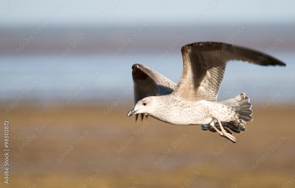 Naklejka premium Gull at Donna Nook