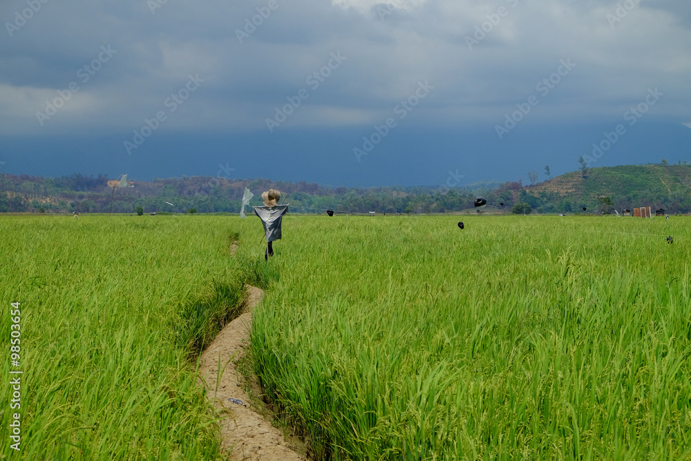 Leading line at paddy fields.