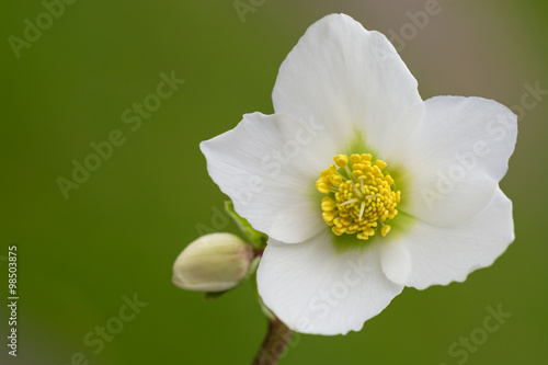 Billede på lærred Helleborus flower (helleborus niger) or christmas rose