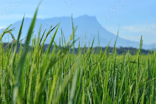 Beautiful green grass with Mount Kinabalu as a background. 
