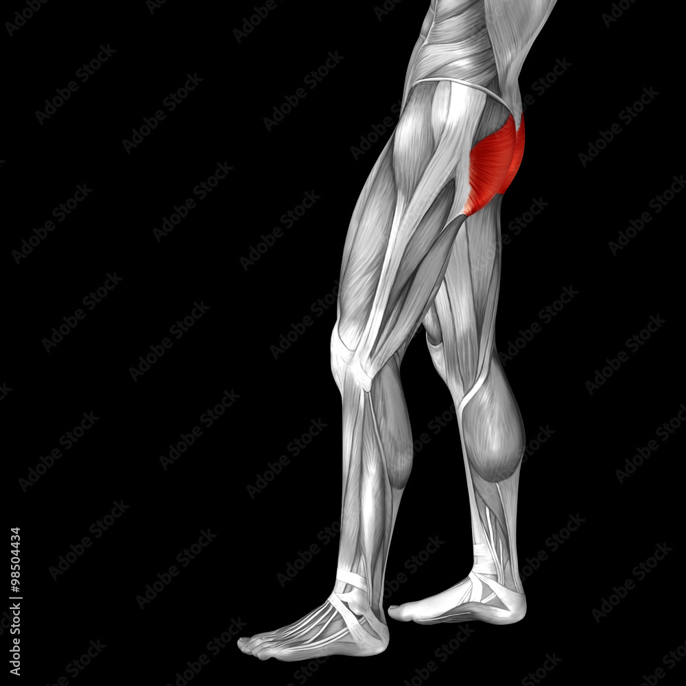 Conceptual 3D human back upper leg muscle anatomy Conceptual 3D human back upper leg muscle anatomy