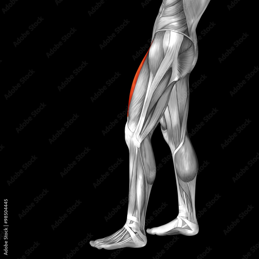 Conceptual 3D human back upper leg muscle anatomy Conceptual 3D human back upper leg muscle anatomy
