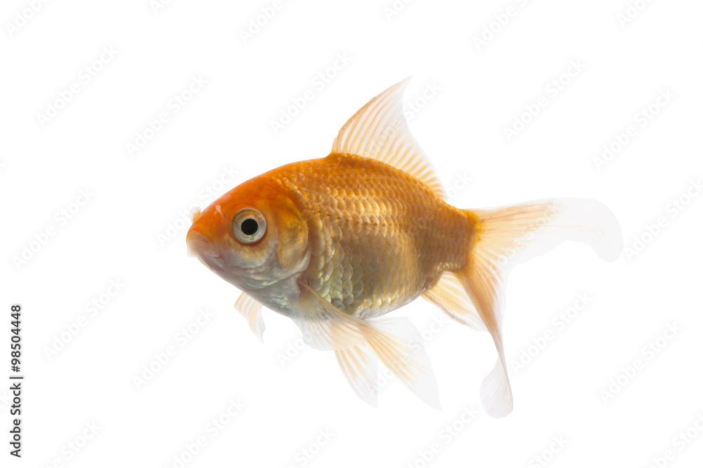 Golden koi fish isolated on white background