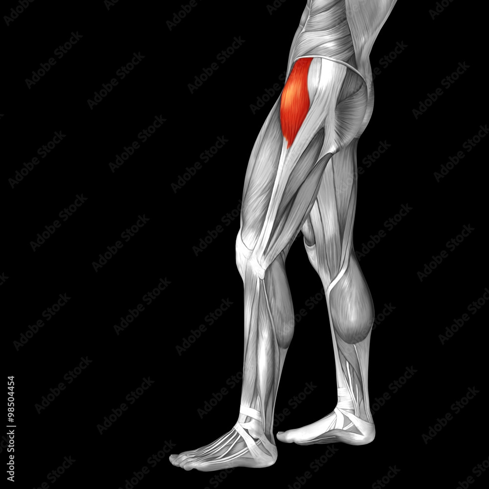 Conceptual 3D human back upper leg muscle anatomy Conceptual 3D human back upper leg muscle anatomy