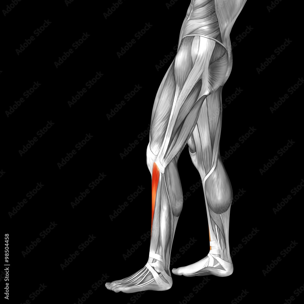Conceptual 3D human front lower leg muscle anatomy Conceptual 3D human front lower leg muscle anatomy