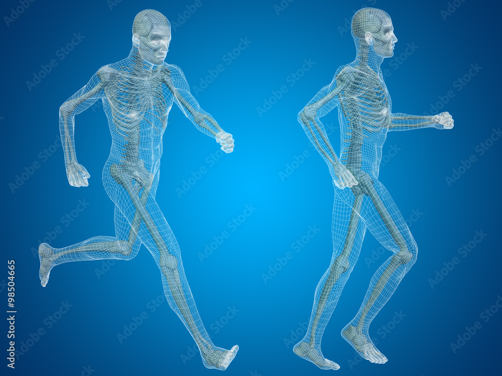 Conceptual man or human wireframe 3D anatomy or body on blue Conceptual man or human wireframe 3D anatomy or body on blue