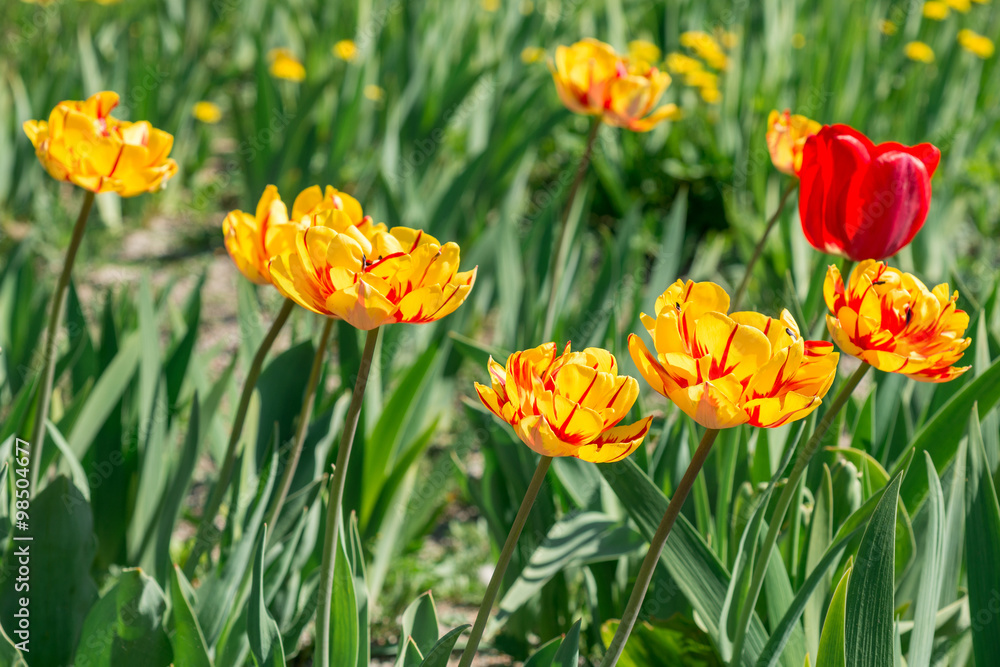 Fototapeta premium Flowering yellow tulips