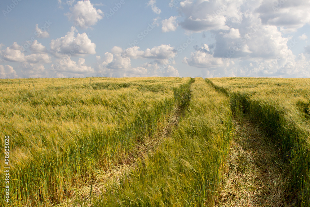 Obraz premium wheat field