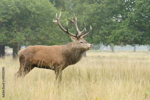 Red Deer  Deer  Cervus elaphus