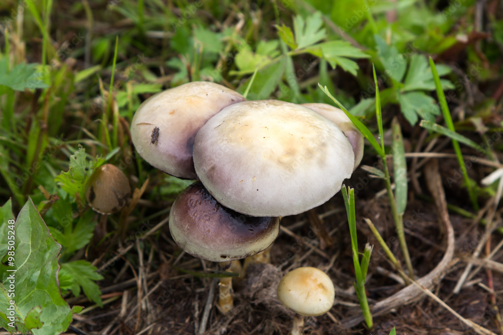 Forest mushrooms Forest mushrooms