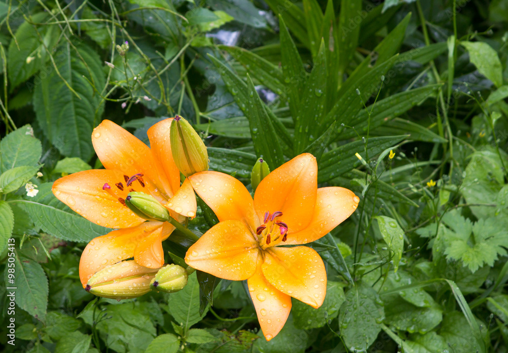 Fototapeta premium flowers after the rain