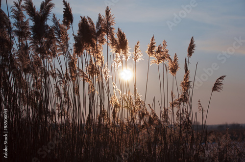 sedge and beautiful sky