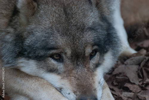 Grauwolf