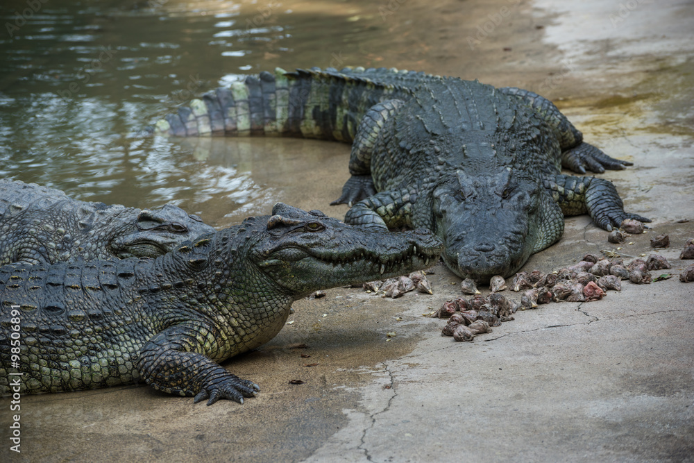 Obraz premium Crocodile