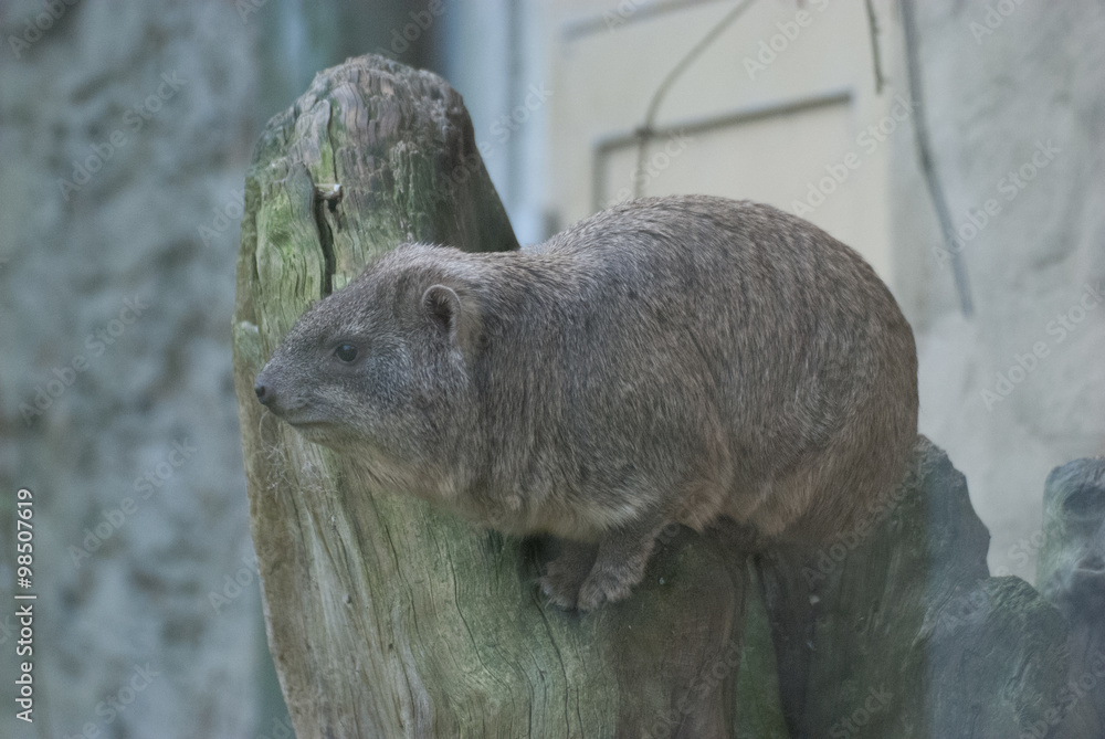 Fototapeta premium Natur